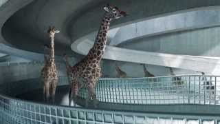 High Diving Giraffes [upl. by Meade]