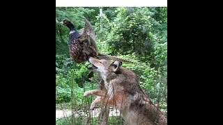 COYOTE  SKIN FLESH BREAK  Furbearing Animals  Video 2 of 2 [upl. by Harrison131]