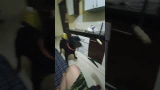 Rottweiler Training video Sultan shorts [upl. by Safoelc351]