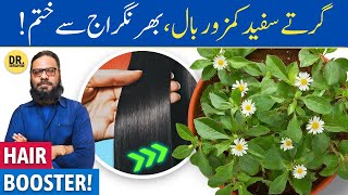 Bhringraj Ke Fayde For Hair  How Bhringraj Oil Fixes Hair Loss  Dr Ibrahim [upl. by Yrrep]