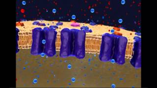 Resting Membrane Potential [upl. by Hess]