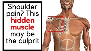 How to stretch your Subscapularis  The hidden muscle [upl. by Caughey]