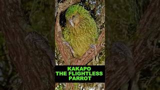 Kakapo  The Flightless Parrot shorts [upl. by Mariana298]