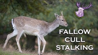 FALLOW DEER CULL STALKING [upl. by Cox657]