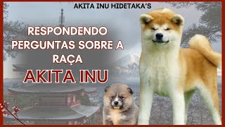 Akita Inu convivendo com outros cães suplementos convivência com gatos comprar filhote de akita 🧡 [upl. by Arted]