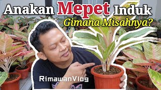 Eps 148 Pisah Anakan Aglaonema yang Mepet dengan Induknya  Rimawan Vlog [upl. by Nytsuj]