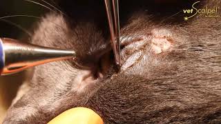 Feline Entropion Repair with a CO2 Laser [upl. by Eutnoj]