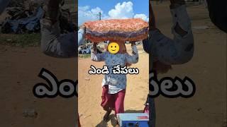 ఎండి చేపలు 🐟 కోడ్ల ఫారంకి మెతగా వేస్తారు 🤯 fishing dryfish [upl. by Ynwat]