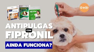 186  ANTIPULGAS COM FIPRONIL  BARATO E BOM [upl. by Nasus]