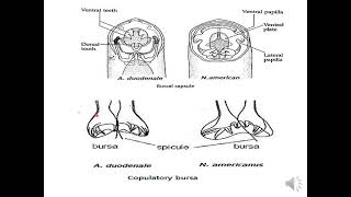 lecture 8 Medical Helminthology Phylum Nematoda [upl. by Rosol]