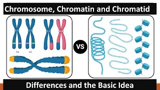 Chromosome Chromatin and Chromatid [upl. by Nedak]