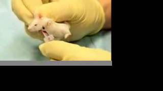 How to obtain blood samples from the facial vein of a mouse [upl. by Rowland]