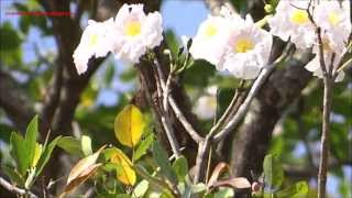 Tabebuia Rosea [upl. by Stannfield]