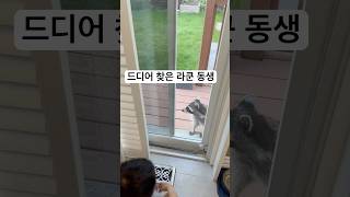 잃어버린 아들마냥 한참 문앞에 머뭇거리던 라쿤 canadaracoonracoon [upl. by Seluj]