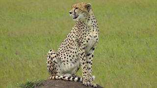 Kenya Safari with National Geographic Expeditions [upl. by Onateag801]