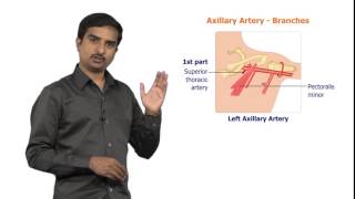 AXILLARY ARTERY  USMLE Quick review [upl. by Iteerp]