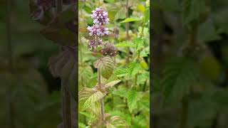 A stunning Small Purple and Gold Moth or Mint Moth on Water Mint [upl. by Nerraw]