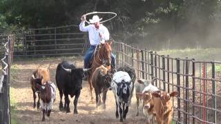 Tom Ben roping  a horse for sale at GoldBuckleBarrelHorsescom [upl. by Leahci]