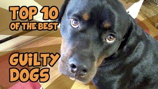 THE TOP 10 GUILTIEST GUILTY DOGS OF ALL TIME [upl. by Burnard]