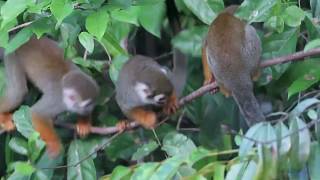 Guianan Squirrel Monkeys Saimiri sciureus [upl. by Enelyar]