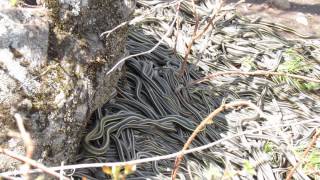 Common Garter Snake redsided at hibernaculum southeastern SK Canada May 1613 [upl. by Terra171]