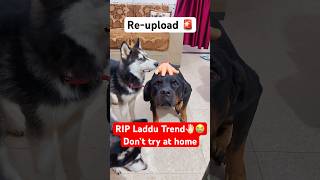 laddu muthaiya Sorry 😭🚨shorts dog husky trendingsongs [upl. by Ennahs]