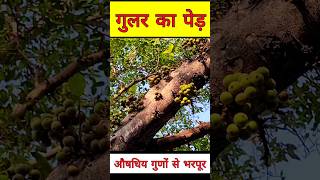 गुलर का पेड़  Gular ka phool  Gular ke fayde [upl. by Khichabia]