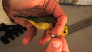 Bird Banding [upl. by Irod]