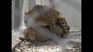 Leopards in Renuka ji zoo Male and Female Leopards [upl. by Riker142]