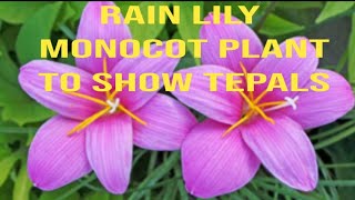 RAIN LILY MONOCOT PLANT PERENNIAL PLANT [upl. by Pinebrook]