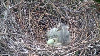 Eagle Snatches Heron Chick [upl. by Llenna]