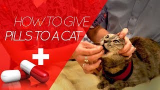 How To Give a Pill to a Cat or Dog [upl. by Cathy]