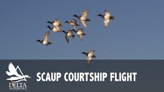 Lesser Scaup Courtship Flight [upl. by Pros]