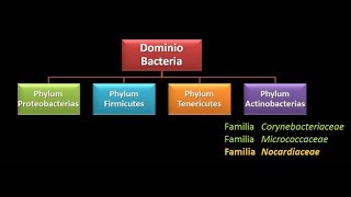 Dominio Bacteria Phylum Actinobacteria 3  Familia Nocardiaceae [upl. by Yentnuoc]