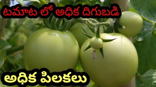 టొమాటో లో అధిక దిగుబడి  అధిక పిలకలు  టొమాటో farming  tomato harvest  village farming  telugu [upl. by Akerdnuhs]