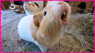 Happy guinea pigs wheeking and squeaking [upl. by Nylitak]