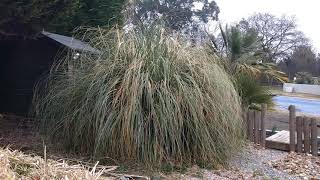 How to prune a Pampas grass [upl. by Edith471]