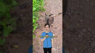 Beware the anteater comedy music parody of maneater by nellyfurtado 00smusic [upl. by Eimmas]