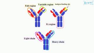 fragment antigen binding region English  Medical terminology for medical students [upl. by Aneres]