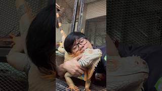 แดงกับเขียว  อีกัวน่า คุณอาทิตย์ Iguana Exoticpet balconzoo สัตว์เลี้ยง กิ้งก่า reptile [upl. by Tihw]