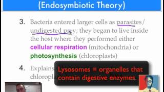 Chapter 17 Part 9  Endosymbiotic Theory [upl. by Brewer]