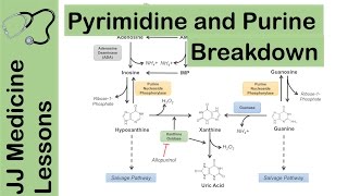 Purine and Pyrimidine Catabolism Pathway  Nucleotide Breakdown  Biochemistry Lesson [upl. by Etnahc]