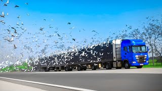 Birds Refuse To Leave The Truck Alone Driver Discovers Why amp Bursts Into Tears [upl. by Sinnel]