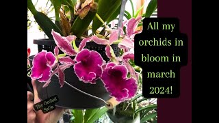 All my orchids in bloom Update March 2024 [upl. by Pul274]