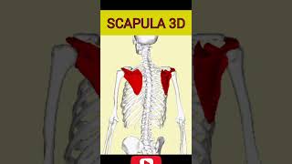 Scapula 3D anatomy scapula [upl. by Airdnala]