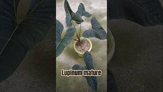 Philo lupinumshortvideo plants viralvideo tanaman kolektortanamanhias philodendron [upl. by Hluchy]