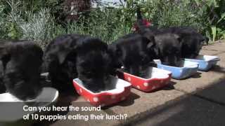 Scottie  Scottish Terrier Puppies [upl. by Leontine347]