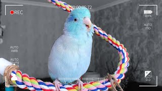 Parrotlet Speaking Chirping amp Singing  Parrot Bird Talking [upl. by Annek]