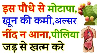 इस पौधे से मोटापा खून की कमी अल्सर नींद ना आना व पीलिया करें जड़ से खत्म  Khoon ki Kami ka ilaj [upl. by Edmon]