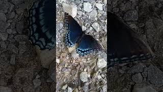 Red spotted Admiral butterfly Cleveland Ohio butterflies nature summer pollinator color [upl. by Henryetta]